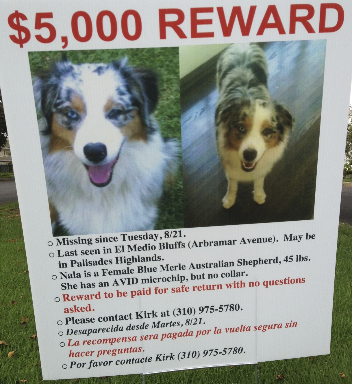 Nala is missing - $5000 reward
