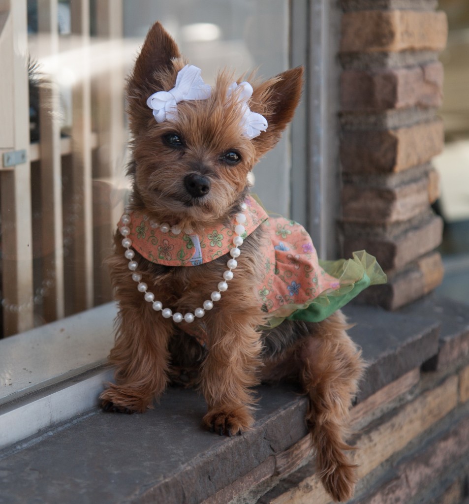 Film starring Yorkie selects spcaLA as charity partner