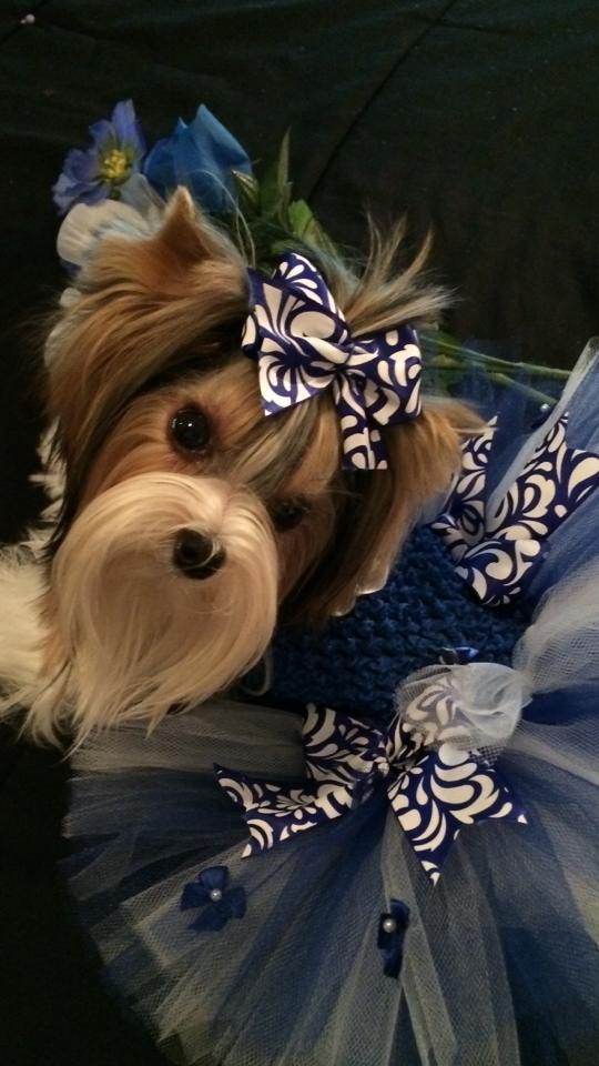 BuzzWorm Films crowns the “Cutest Yorkie Ever”
