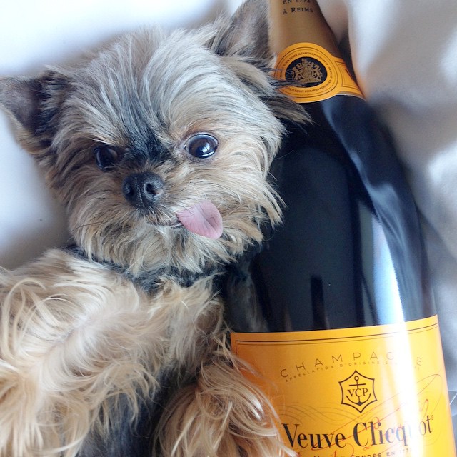 BuzzWorm Films crowns the “Cutest Yorkie Ever”