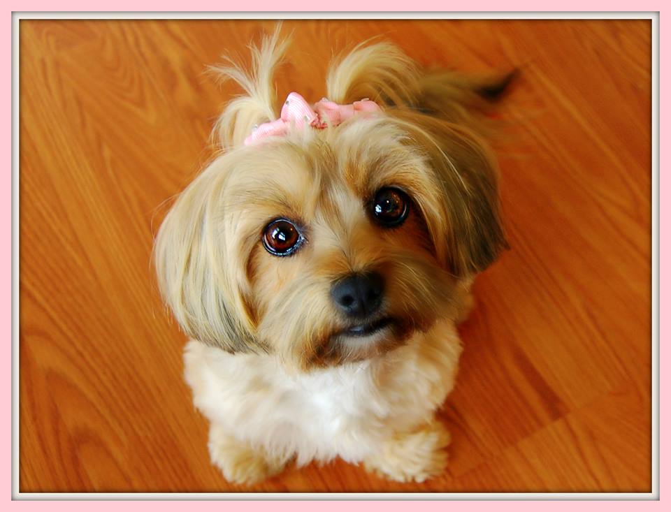 BuzzWorm Films crowns the “Cutest Yorkie Ever”