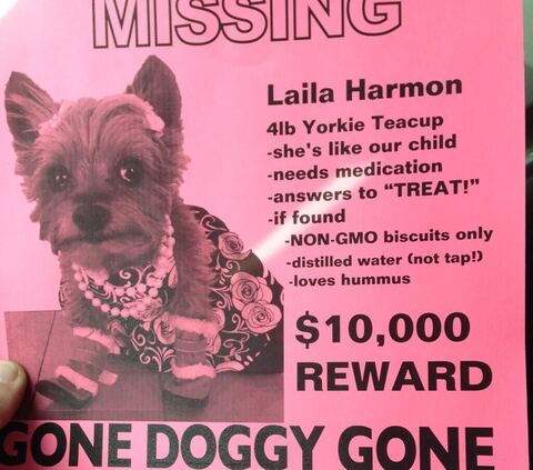 Missing-dog poster for Laila, 2014.